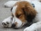 Closeup shot of a cute Nederlandse Kooikerhondje dog sleeping on the ground