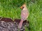 Closeup shot of a cute northern cardinal