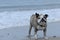 Closeup shot of a cute Olde English Bulldogge on a beach looking at the camera