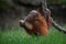 Closeup shot of a cute orangutan holding food and playing with a rope in the forest