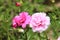 Closeup shot of cute peonies under the sunlight