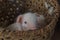 Closeup shot of a cute piglet in a basket