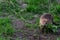 Closeup shot of a cute pine vole eating grass in a natural environment