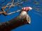 Closeup shot of a cute pink and grey cockatoo (Galah) on the tree