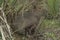 Closeup shot of a cute porcupine sitting among the dry grass and branches