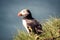 Closeup shot of a cute puffin on the grass