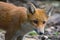 Closeup shot of a cute red fox - Vulpes vulpes