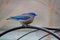 Closeup shot of a cute resting western bluebird (Sialia mexicana) on the blurred background