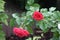 Closeup shot of cute roses under the sunlight