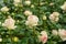 Closeup shot of cute roses under the sunlight