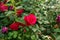 Closeup shot of cute roses under the sunlight