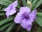 Closeup shot of a cute Ruellia simplex under the sunlight