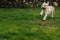 Closeup shot of a cute running dog outdoor