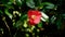 Closeup shot of a cute Sasanqua Camellia under the sunlight