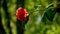 Closeup shot of a cute Sasanqua Camellia under the sunlight