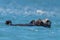 Closeup shot of a cute scenery of mother and baby sea otters swimming in the water