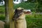 Closeup shot of a cute sheep with a dark face in a fenced farm