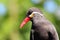 Closeup shot of a cute snares penguin on a blurred background