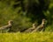 Closeup shot of cute southern lapwings (Vanellus chilensis) walking in the field