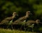 Closeup shot of cute southern lapwings (Vanellus chilensis) walking in the field