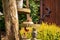 Closeup shot of a cute squirrel sitting on a backyard handicraft tree shelf