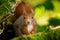 Closeup shot of a cute squirrel staring at the camera with a blurred background