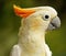 Closeup shot of a cute Sulphur-crested cockatoo on blurred background