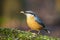 Closeup shot of a cute tiny common nuthatch bird on a blurred background