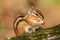 Closeup shot of a cute tiny fluffy Chipmunk eating a nut on a wood