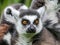 Closeup shot of a cute tiny fluffy ring-tailed lemur with other lemurs in the background