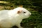 Closeup shot of Cute Valerie Cross White Rat