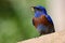 Closeup shot of a cute Western bluebird holding a worm in its beak on blurry background