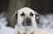 Closeup shot of a cute white dog with droopy ears