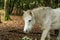 Closeup shot of a cute white horse in Thornecombe Woods, Dorchester, Dorset, UK