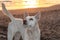 Closeup shot of a cute white Korean jindo dog on the beach, looking up during the sunset