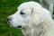 Closeup shot of a cute white polish tatra sheepdog