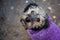 Closeup shot of a cute Yorkipoo standing on the ground