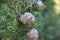 Closeup shot of cypress cones