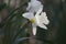 Closeup shot of a daffodil growing in the West Virginia University Core Arboretum in Morgantown