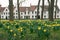 Closeup shot of Daffodils in front of Beguinage in Bruges, Belgium