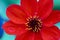 Closeup shot of a Dahlia \'Bishop of Llandaff\' flower in a park