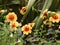 Closeup shot of a dahlia `sunshine` flowers in the garden