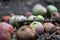 Closeup shot of damaged fruits fallen on the ground