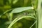 Closeup shot of a damselfly perched on a long leaf blade