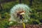 Closeup shot of a dandelion with greenery on the vackground