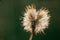 Closeup shot of a dandelion illuminated by the sunshine on a green background