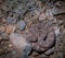 Closeup shot of a dangerous viper snake on a rock