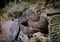 Closeup shot of a dangerous viper snake on a rock