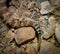 Closeup shot of a dangerous viper snake on a rock
