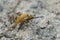 Closeup shot of a dark-edged bee-fly , Bombylius major, a parasite on mining bees